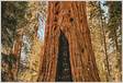 Yosemite Park ou Sequoias Park qual parque da Califórnia visita